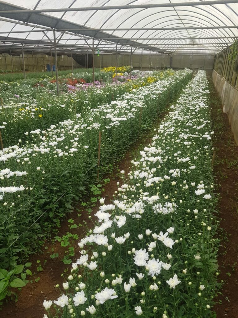 Post entry quarantine monitoring of imported Chrysanthemums at Imports permises