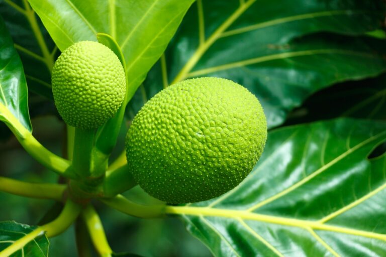 Jack fruits