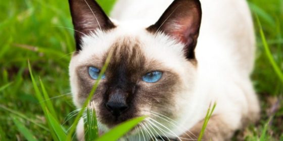Guideline to bring cats to Mauritius